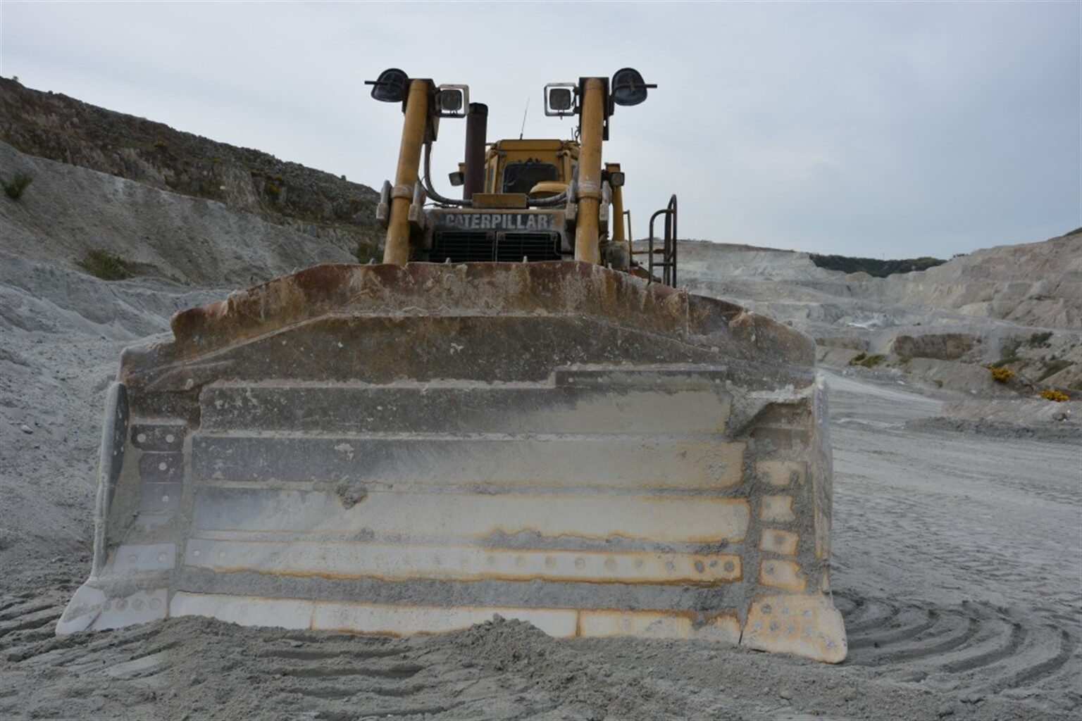 Cats in the clay pit