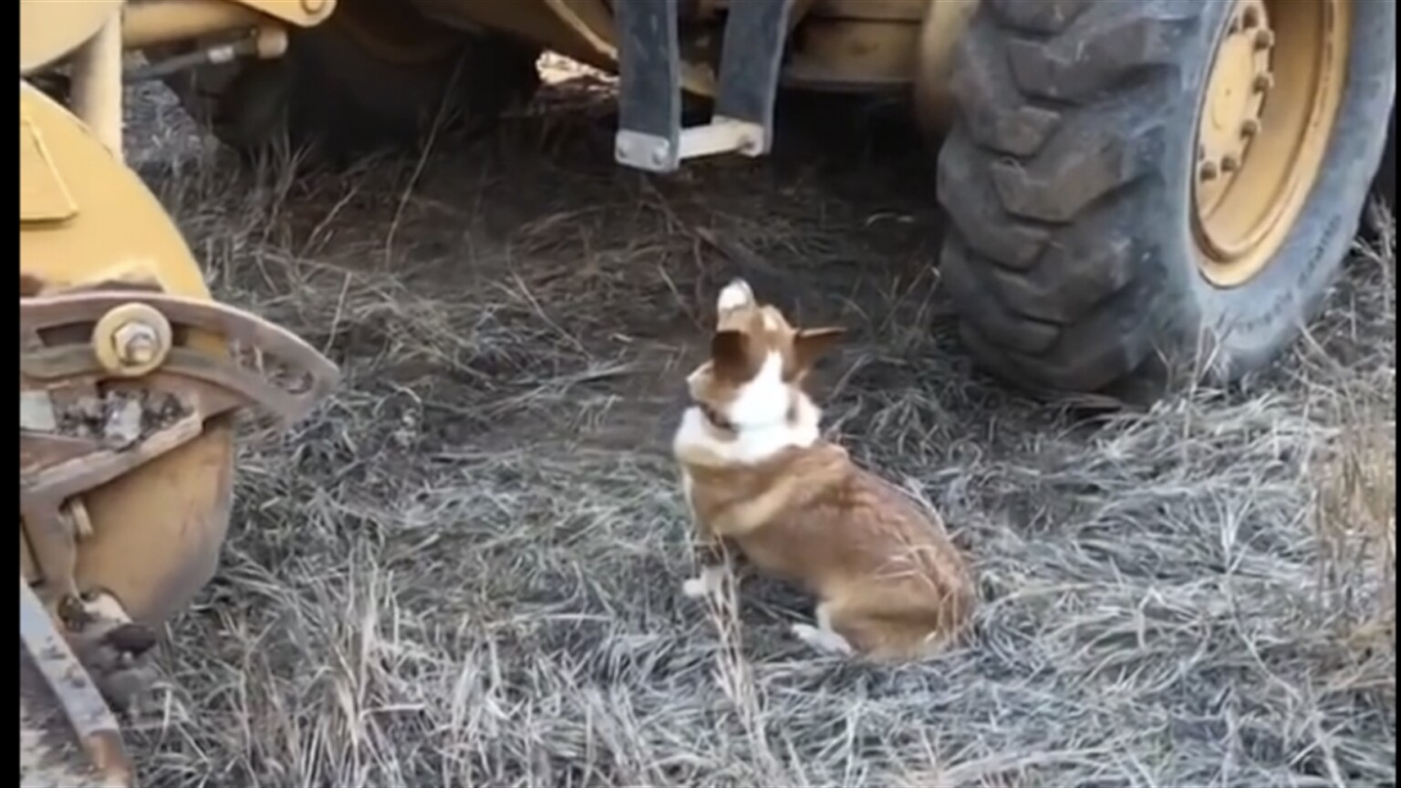 Dog gets a paw up thanks to Cat grader