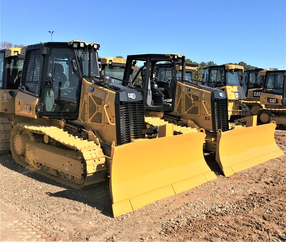 Cat D1 Spotted