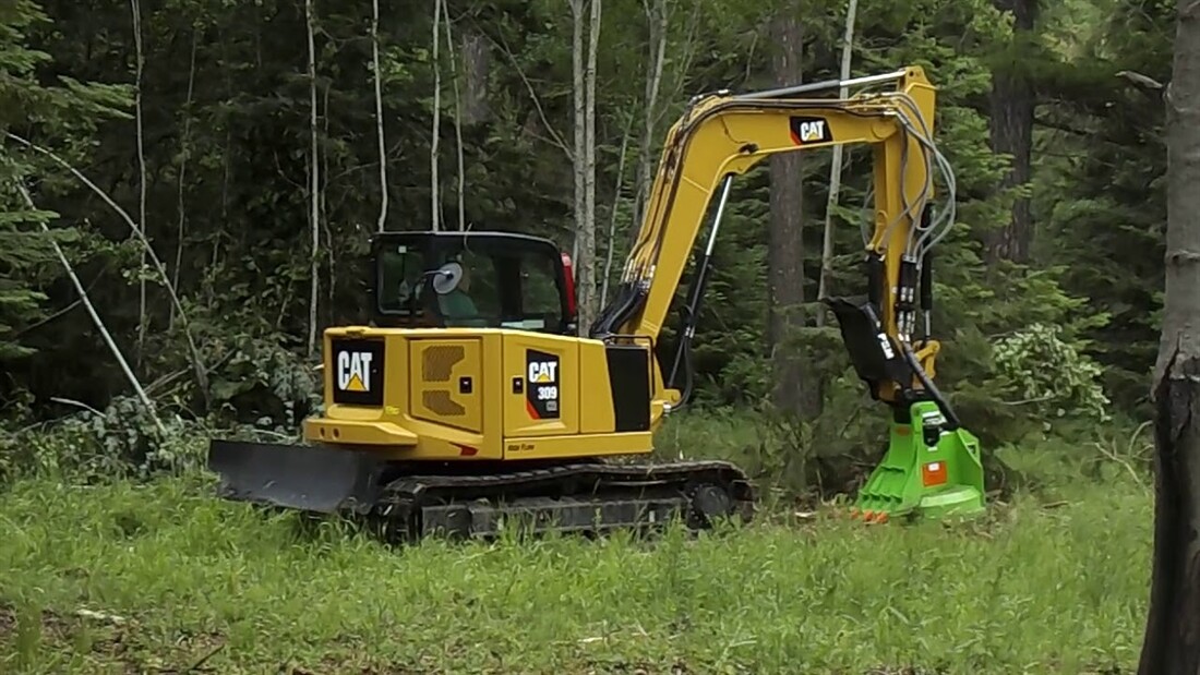 Forest spec Cat Down in the Woods