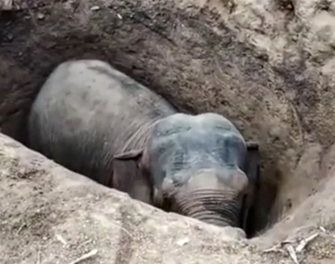JCB in elephant rescue
