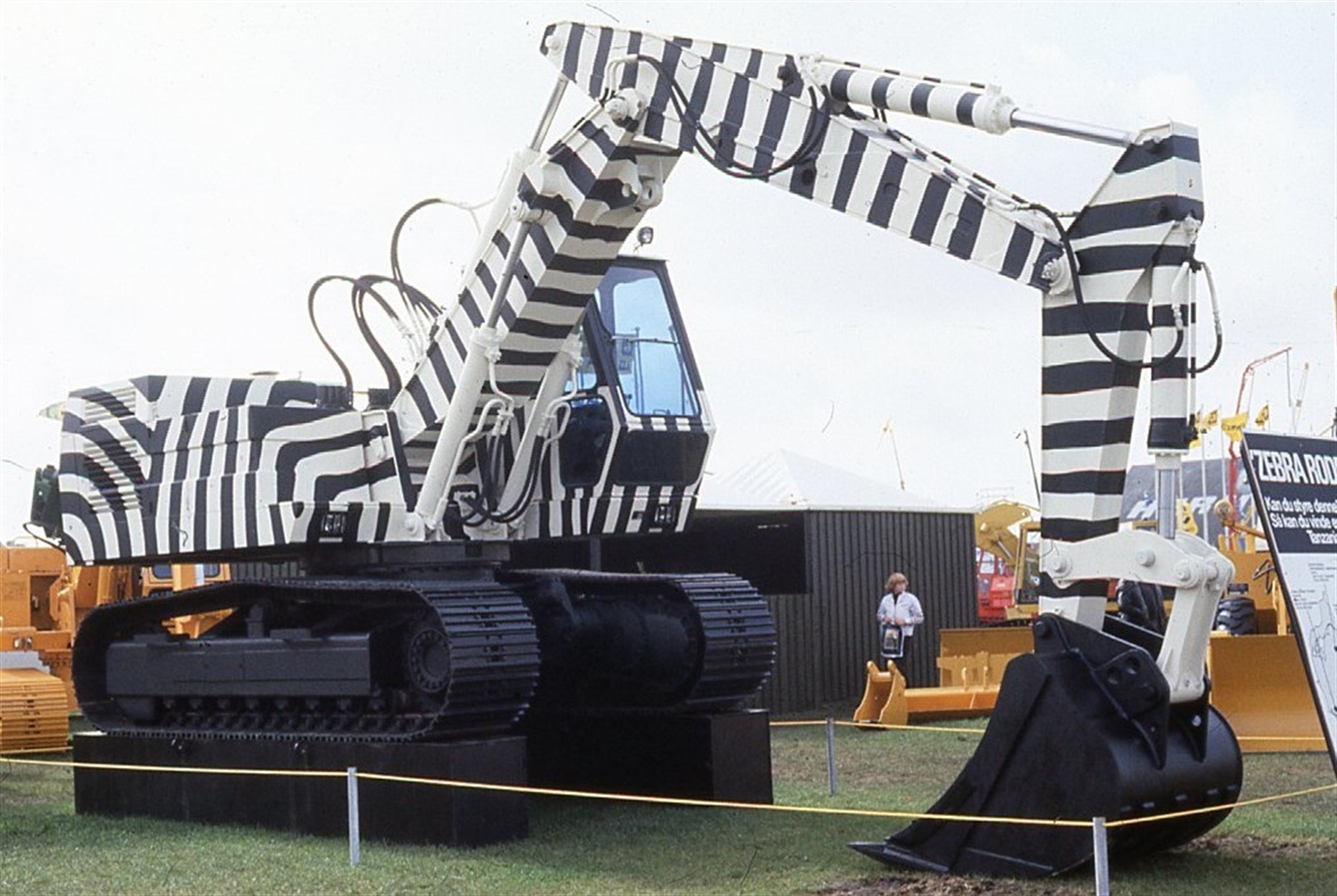 Zebras Crossing