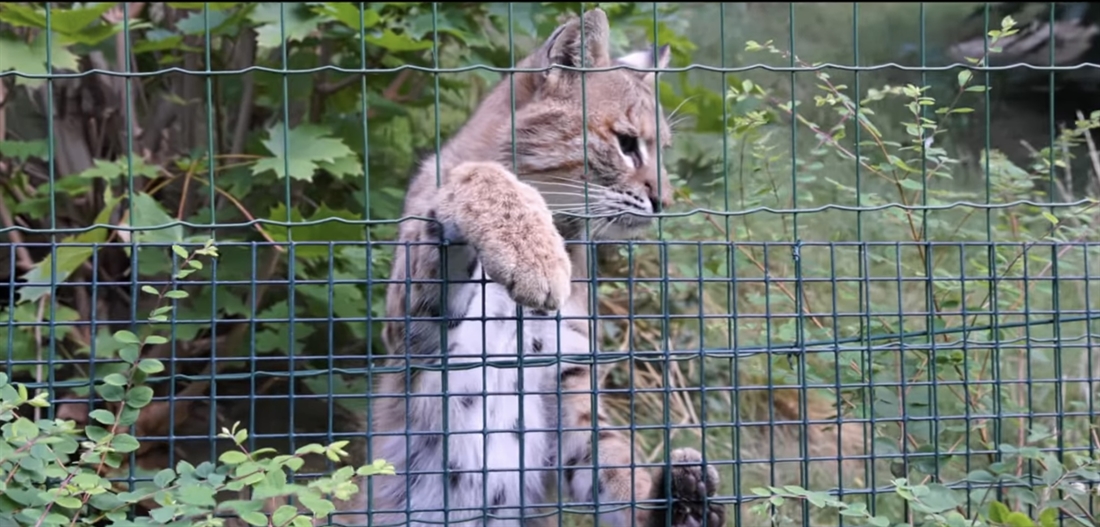 Bobcat Spotted at the Zoo