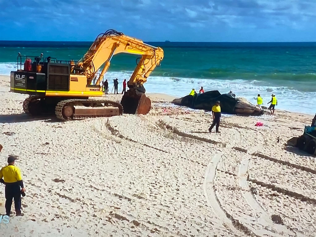 Whale of a Problem for Big Komatsu